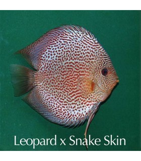 Stendker diszkoszhal - Symphysodon - Leopard Snake Skin - 10 cm