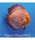 Stendker diszkoszhal - Symphysodon - Pigeon Blood Red - 6,5 cm
