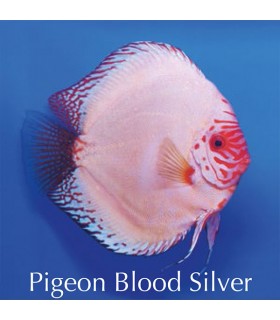 Stendker diszkoszhal - Symphysodon - Pigeon Blood Silver - 6,5 cm