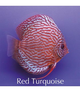 Stendker diszkoszhal - Symphysodon - Red türkiz - 6,5 cm