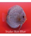 Stendker diszkoszhal - Symphysodon - Snake Skin Blue - 8 cm
