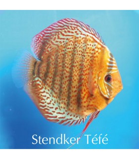 Stendker diszkoszhal - Symphysodon - Tefé - 8 cm
