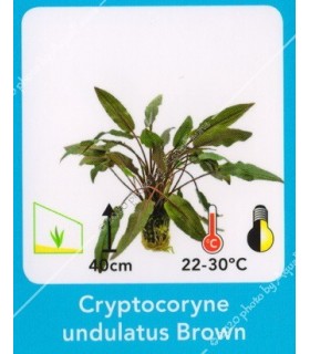Cryptocoryne undulatus brown