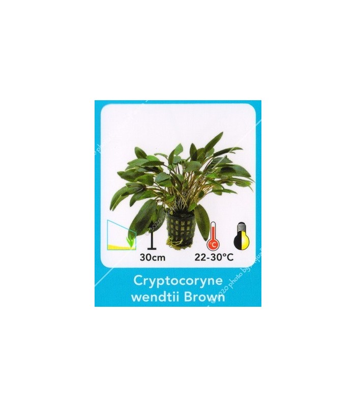 Cryptocoryne wendtii brown