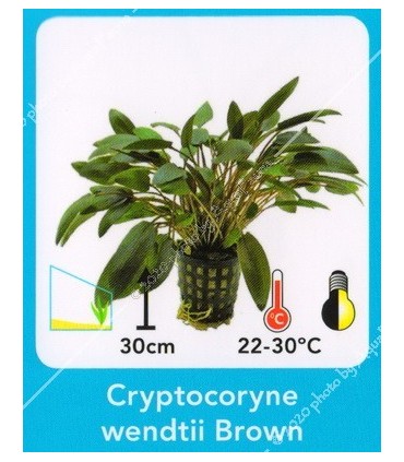 Cryptocoryne wendtii brown