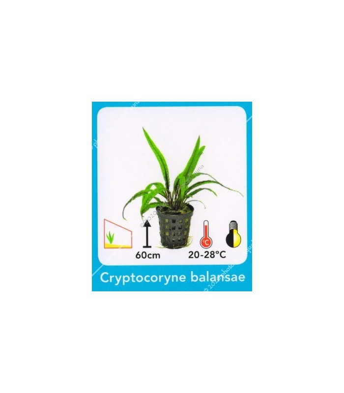 Cryptocoryne balansae