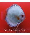Stendker diszkoszhal - Symphysodon - Solid X Snake skin - 8 cm