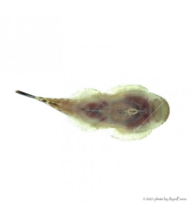 Gastromyzon punctulatus - Palacsinta algázó