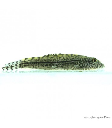 Sewellia lineolata - Tigris tányéralgázó