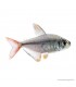 Hyphessobrycon columbianus - Kolumbia lazac