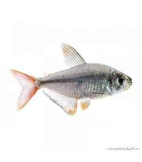 Hyphessobrycon columbianus - Kolumbia lazac