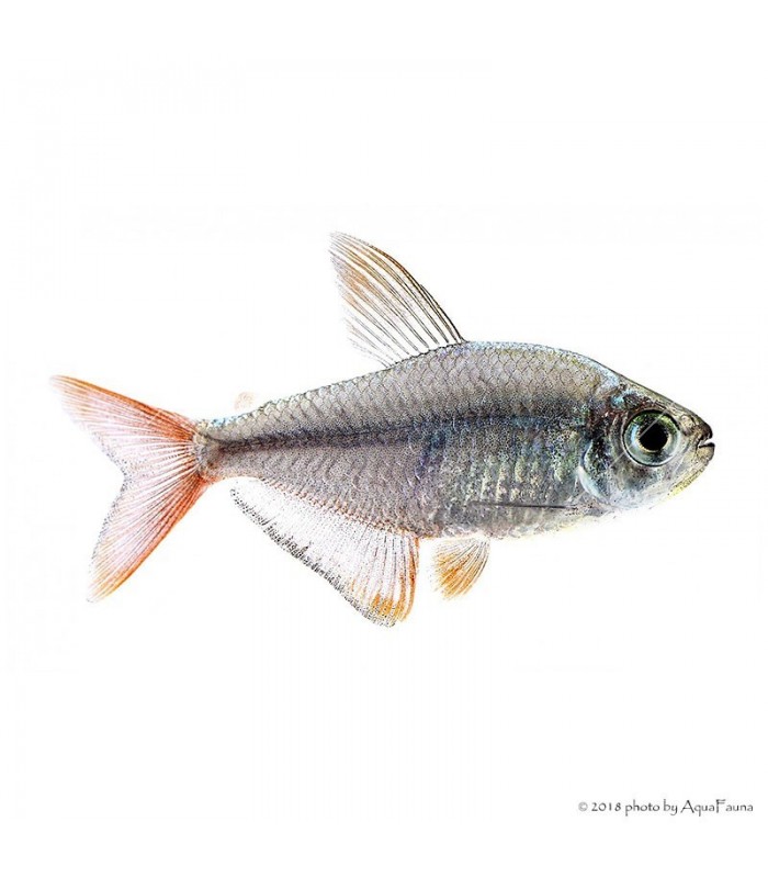 Hyphessobrycon columbianus - Kolumbia lazac