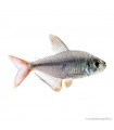 Hyphessobrycon columbianus - Kolumbia lazac