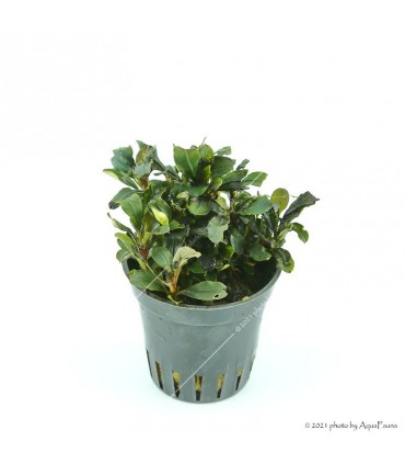 Bucephalandra spec. "Mini Red"