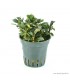Bucephalandra spec. "Mini Red"