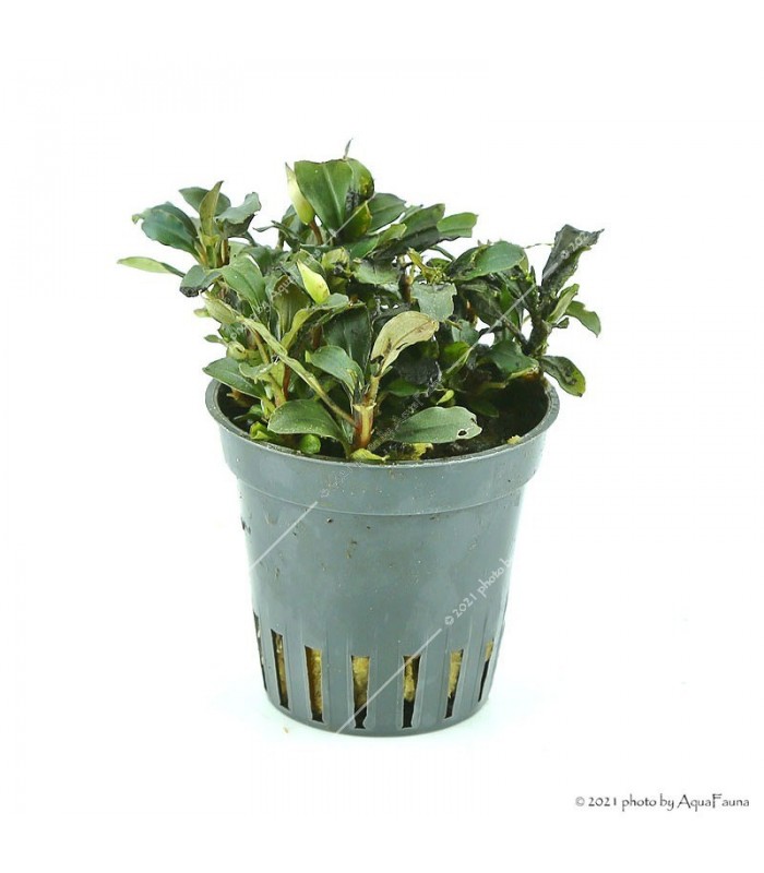 Bucephalandra spec. "Mini Red"