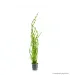 Vallisneria tortissima