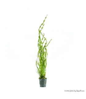 Vallisneria tortissima
