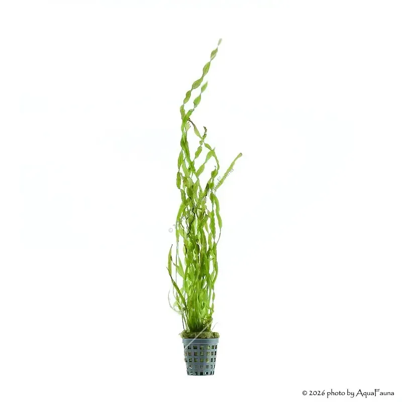 Vallisneria tortissima
