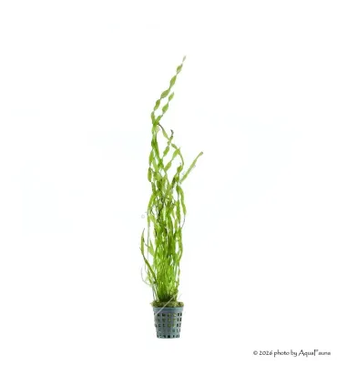 Vallisneria tortissima
