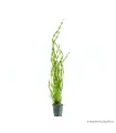 Vallisneria tortissima