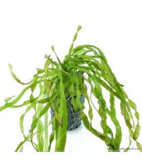 Vallisneria tortissima