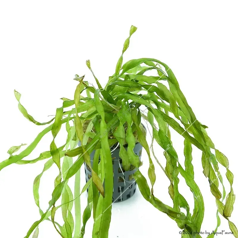 Vallisneria tortissima