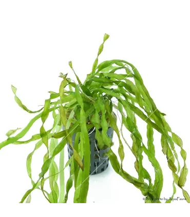 Vallisneria tortissima