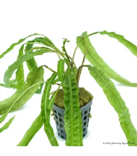 Cryptocoryne balansae