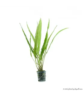 Cryptocoryne balansae