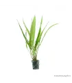 Cryptocoryne balansae