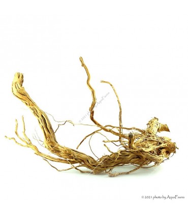 Azalea wood dekorfa (50-60 cm) / kg