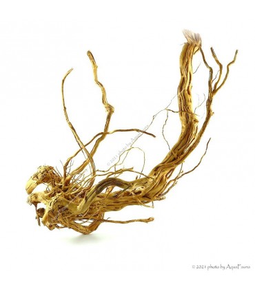 Azalea wood dekorfa (50-60 cm) / kg