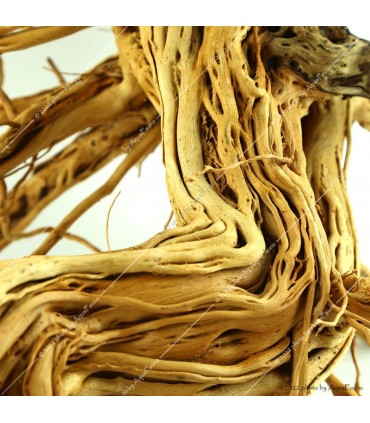 Azalea wood dekorfa (50-60 cm) / kg