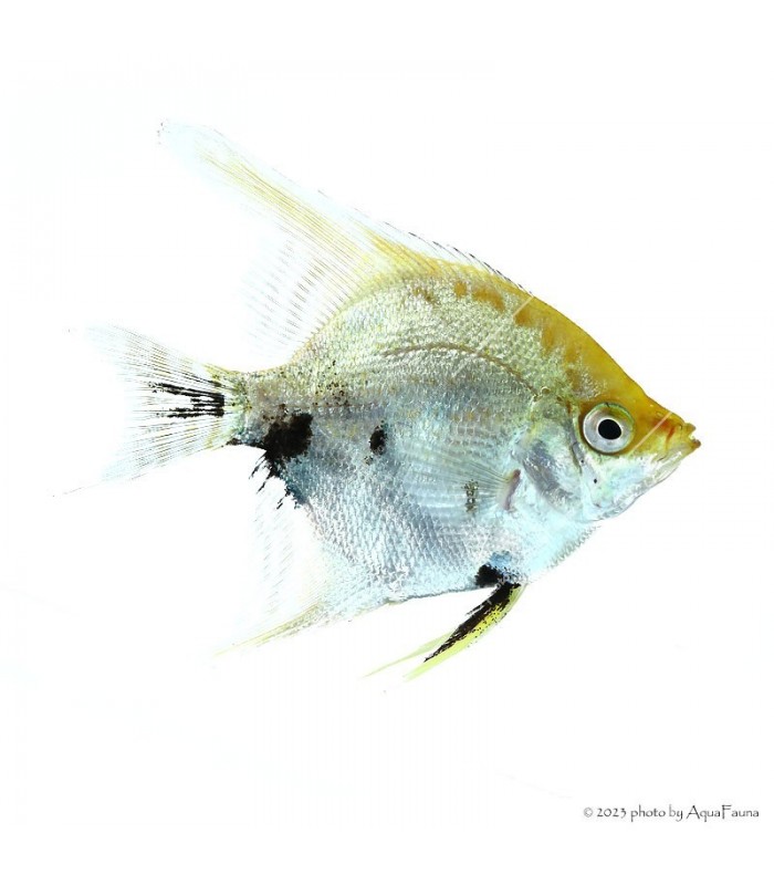 Pterophyllum scalare sp. - Koi vitorláshal