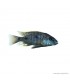 Otopharynx tetrastigma - Pompás metálsügér