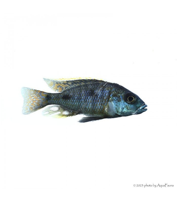 Otopharynx tetrastigma - Pompás metálsügér