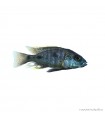 Otopharynx tetrastigma - Pompás metálsügér