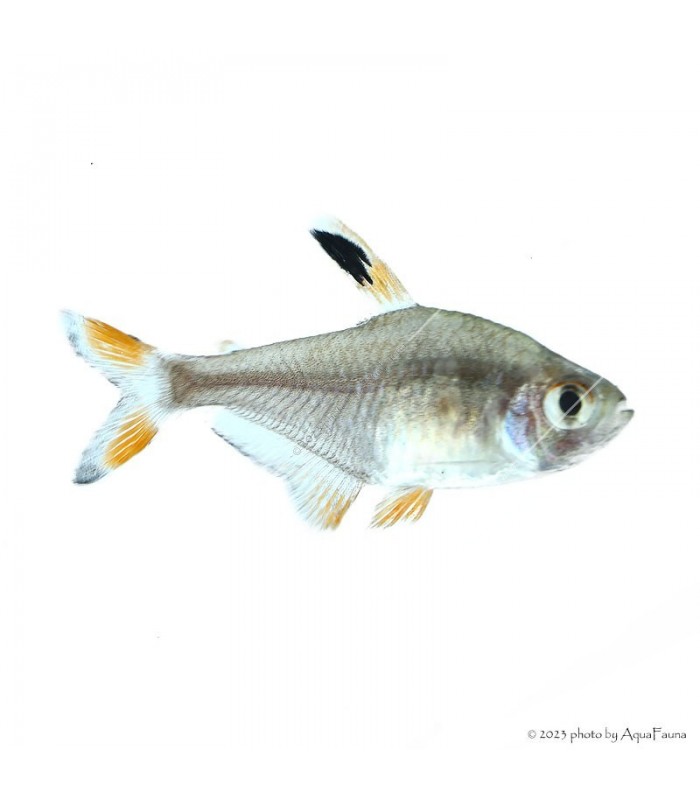 Hyphessobrycon roseus - Rózsa fantomlazac