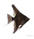 Pterophyllum scalare - Vitorláshal "pinoy" (fekete)