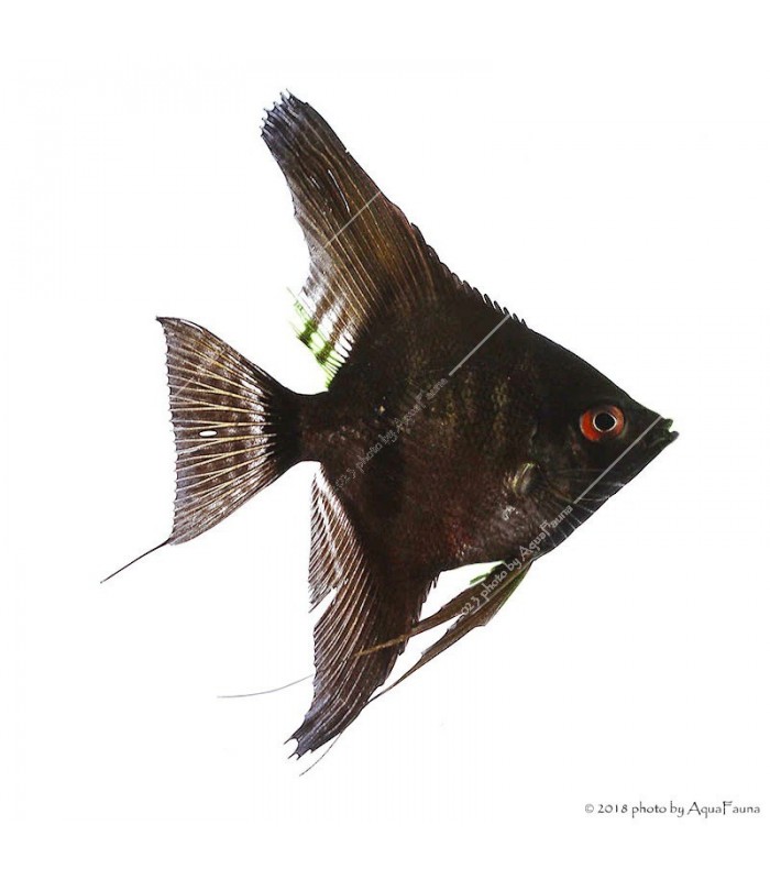 Pterophyllum scalare - Vitorláshal "pinoy" (fekete)