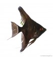 Pterophyllum scalare - Vitorláshal "pinoy" (fekete)