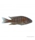 Aulonocara sp. Red Rubin - Vörös császársügér