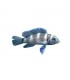 Neolamprologus tretocephalus - Tanganyikai ötcsíkos sügér