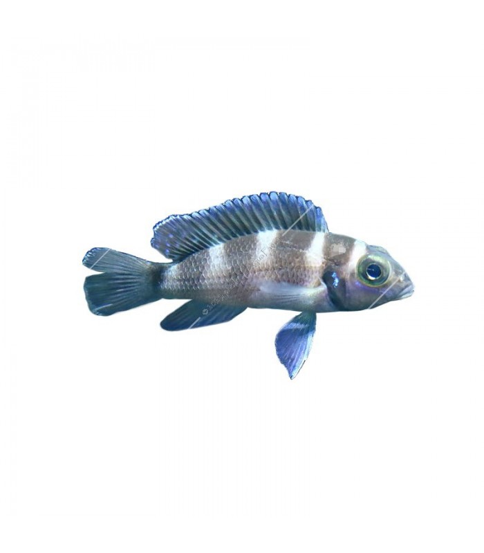 Neolamprologus tretocephalus - Tanganyikai ötcsíkos sügér