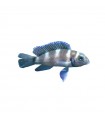 Neolamprologus tretocephalus - Tanganyikai ötcsíkos sügér