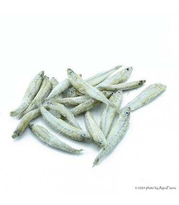 TropiCarry Fagyasztott hal (Viaszlazac, Stint) - 100 g