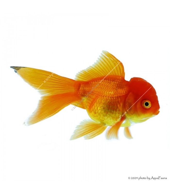 Carassius auratus - Aranyhal, gombafejű