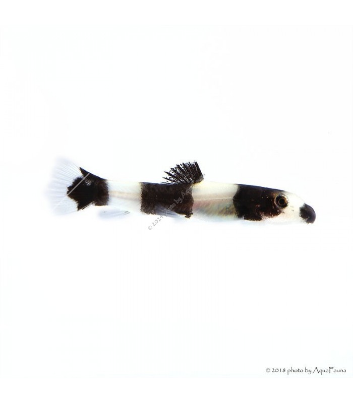Yaoshania (Protomyzon) pachychilus - Panda csík