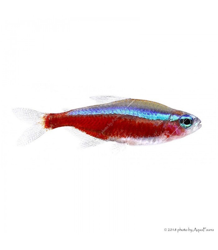 Paracheirodon axelrodi - Vörös neonhal